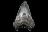 Fossil Megalodon Tooth - South Carolina #130736-2